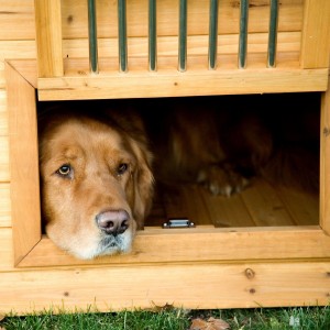 Dog Houses Thumbnail